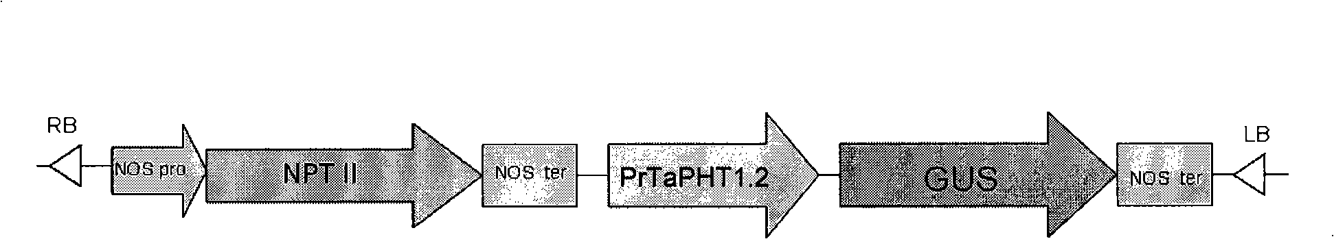 Promoter for expressing phosphor deficiency speciality induction in root and use thereof