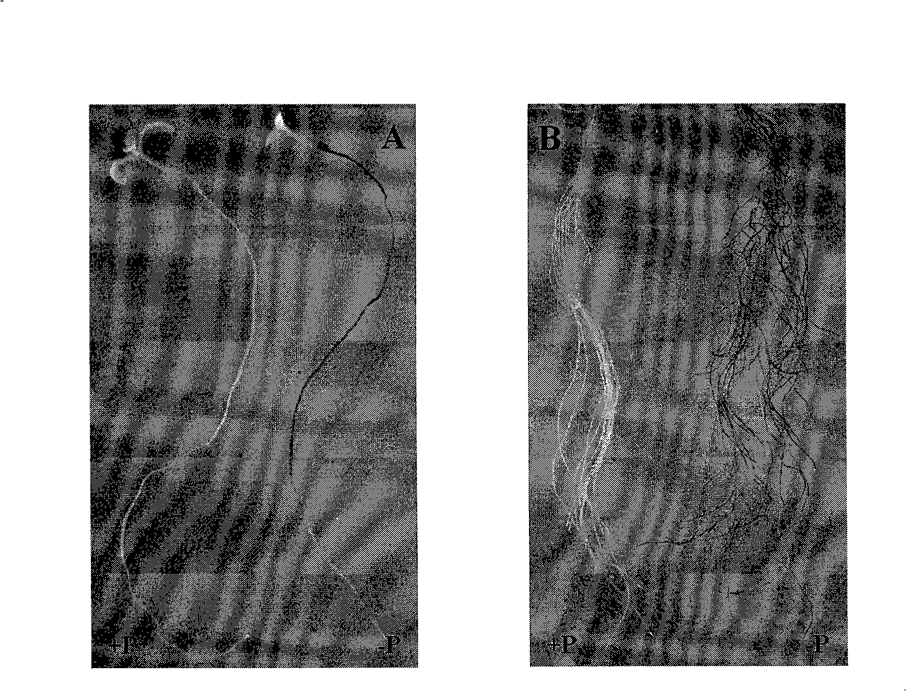 Promoter for expressing phosphor deficiency speciality induction in root and use thereof