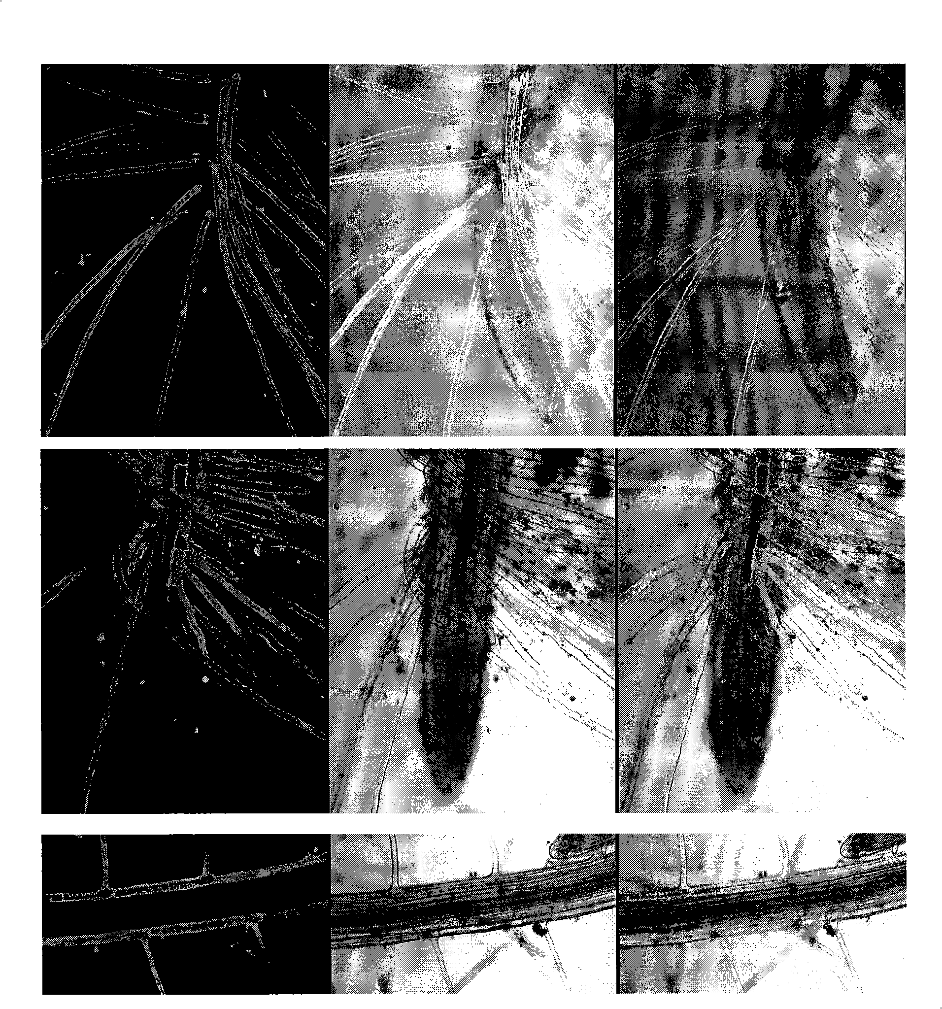 Promoter for expressing phosphor deficiency speciality induction in root and use thereof