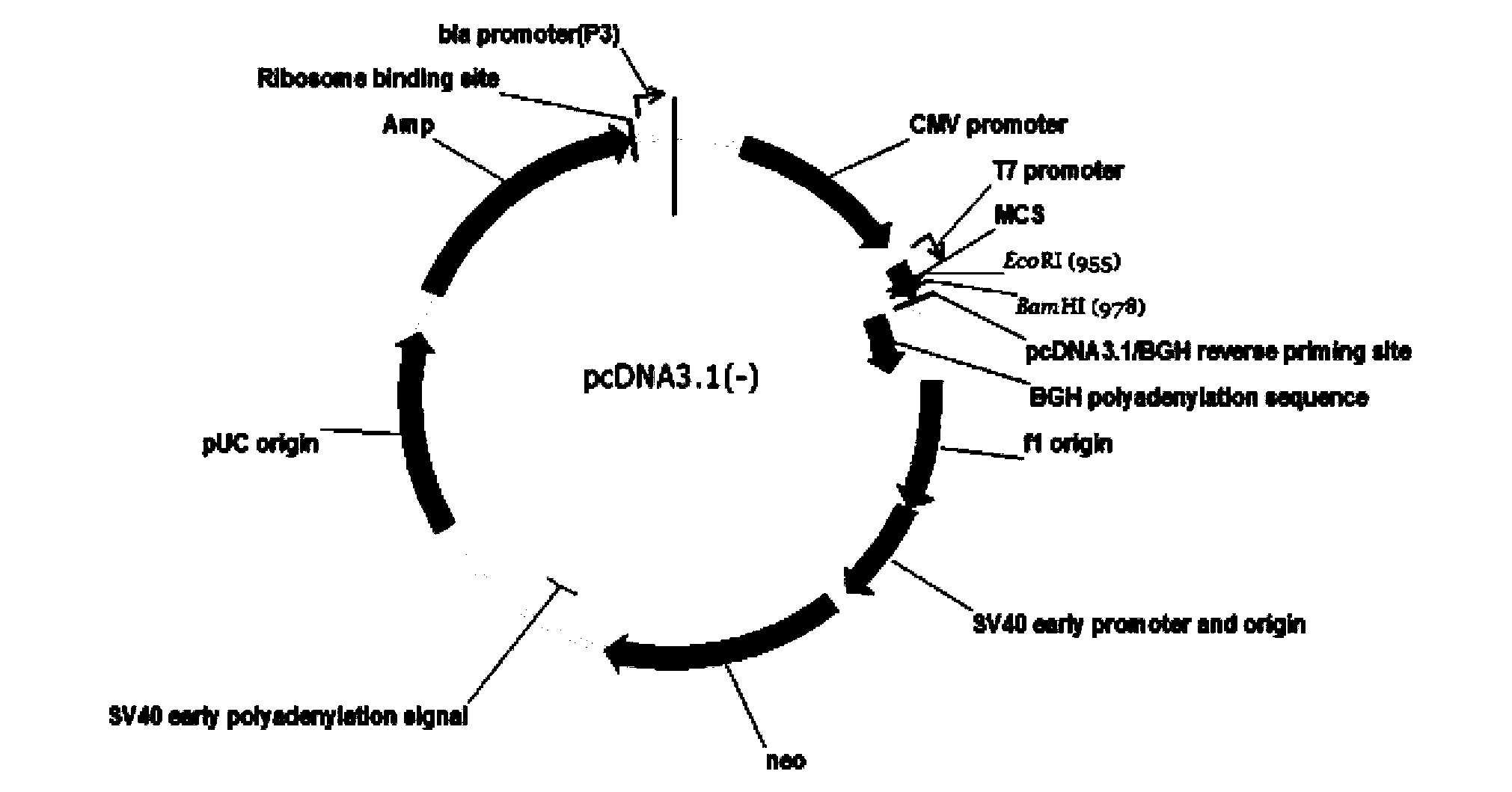 Fusion protein containing leucine-rich repetitive sequence, and preparation method and application thereof