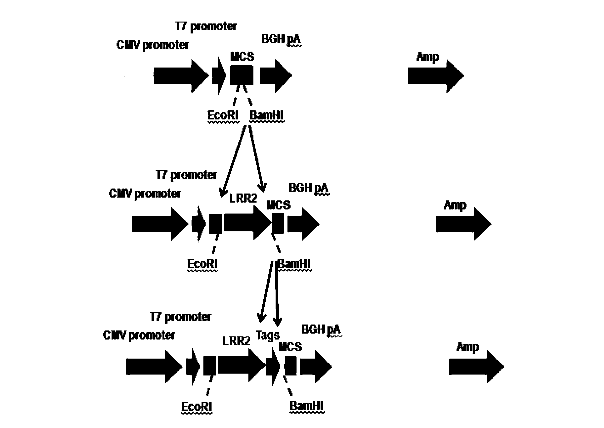 Fusion protein containing leucine-rich repetitive sequence, and preparation method and application thereof