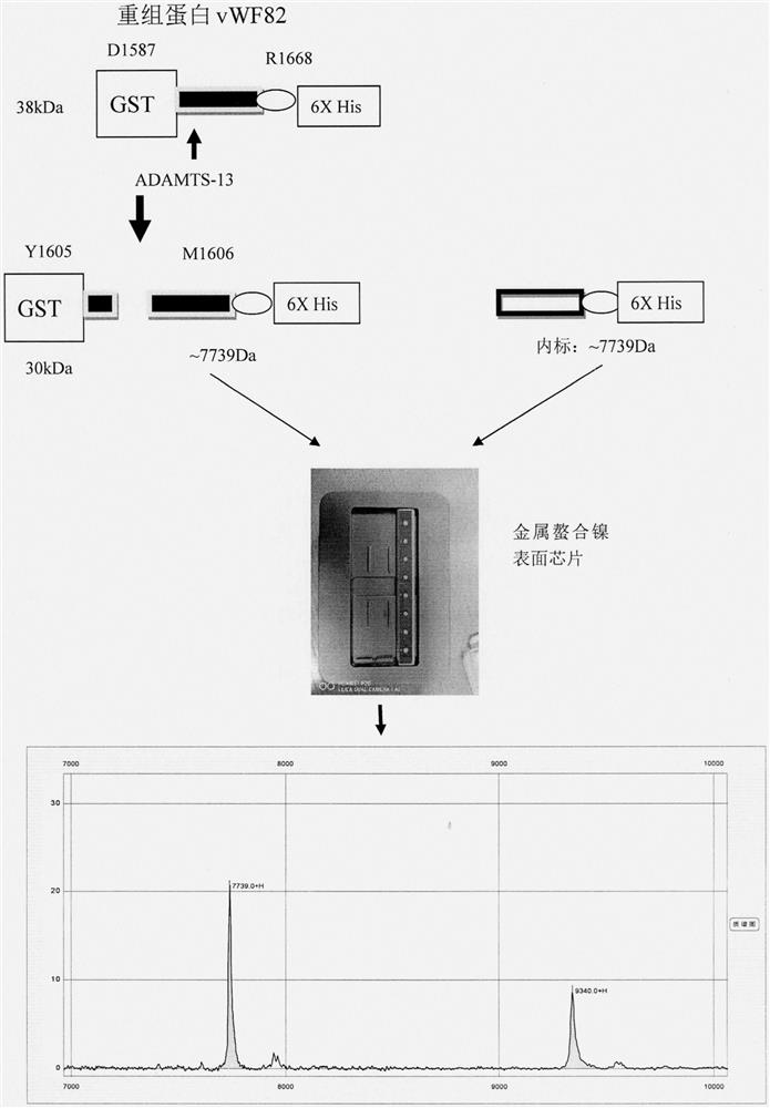 Substrate, method and kit capable of detecting enzymatic activity of metalloproteinase ADAMTS-13 by utilizing MALDI-TOF-MS