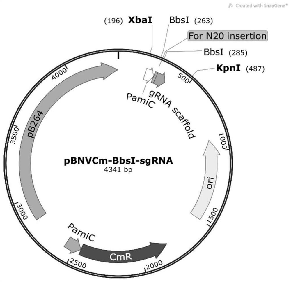 A kind of genetically engineered rhodococcus and its construction method and application