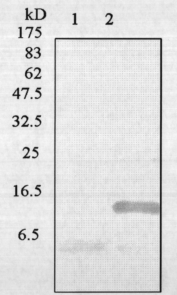 Artificial in-vitro preparation method of low molecular weight amyloid peptide oligomer and application