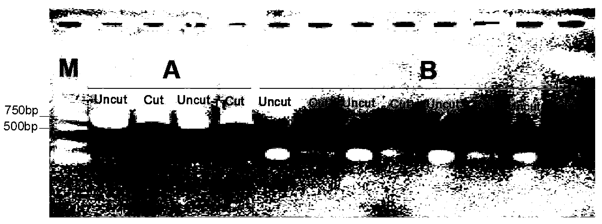 PCR (Polymerase Chain Reaction) primer and identification method of athetis lepigone and sibling species thereof