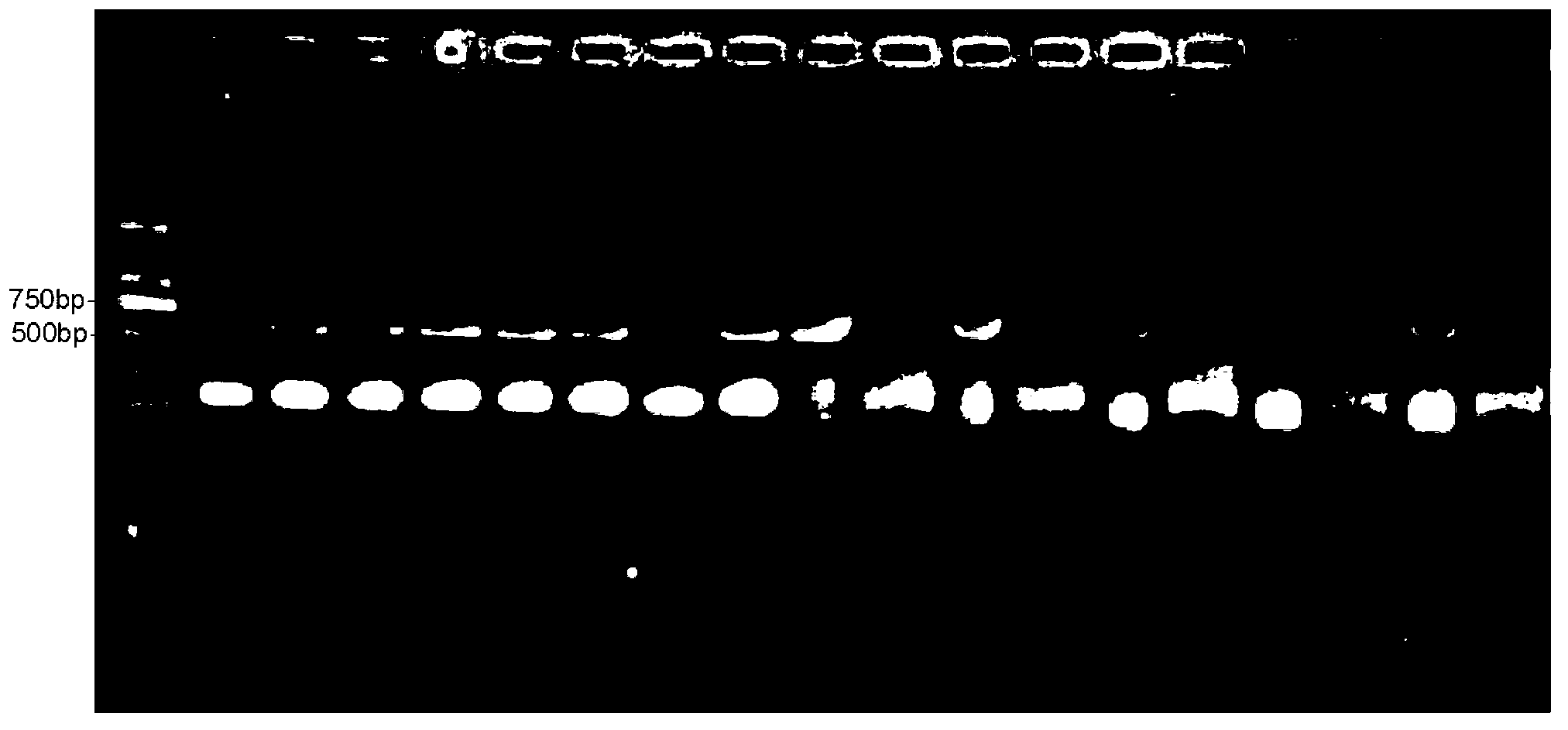 PCR (Polymerase Chain Reaction) primer and identification method of athetis lepigone and sibling species thereof