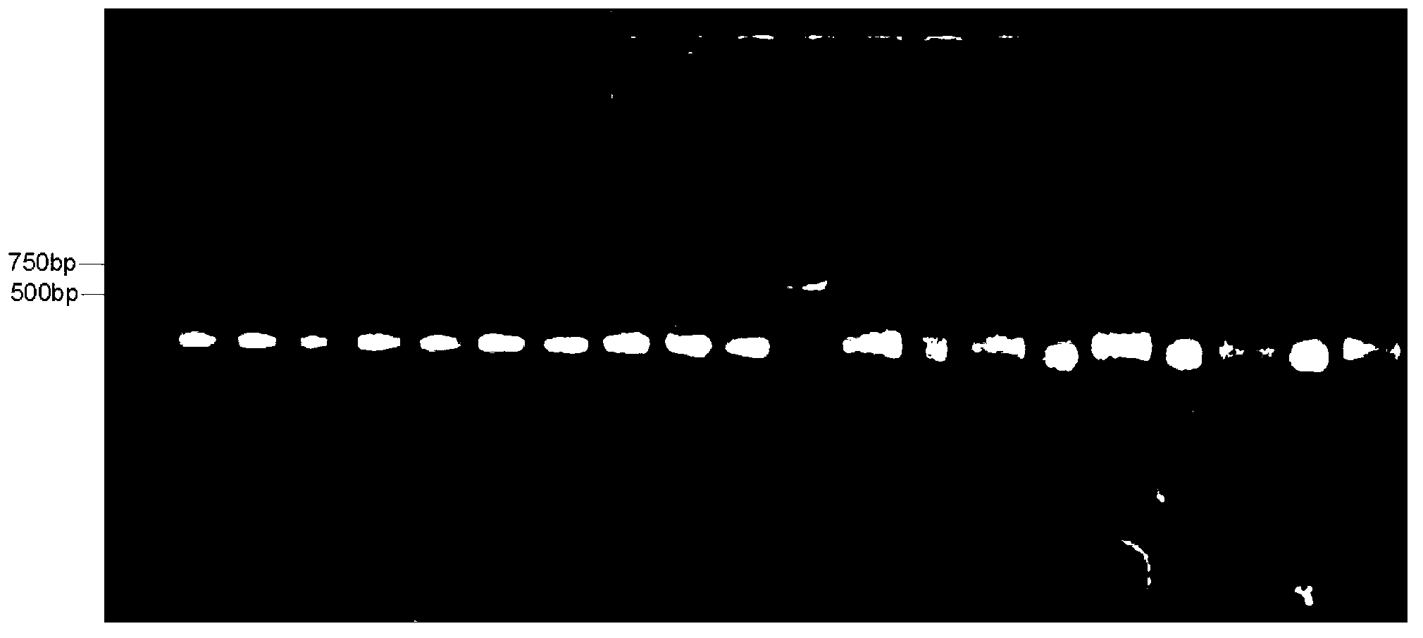 PCR (Polymerase Chain Reaction) primer and identification method of athetis lepigone and sibling species thereof