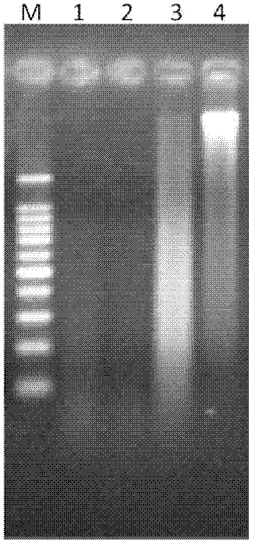 Method for detecting leopard bone component in mixture and primer applied