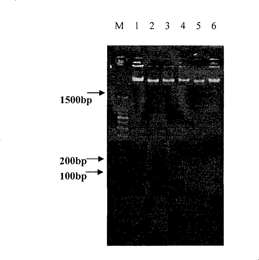 Method for extracting total DNA from milk