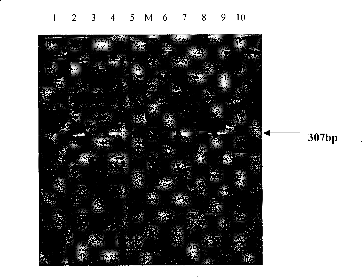 Method for extracting total DNA from milk