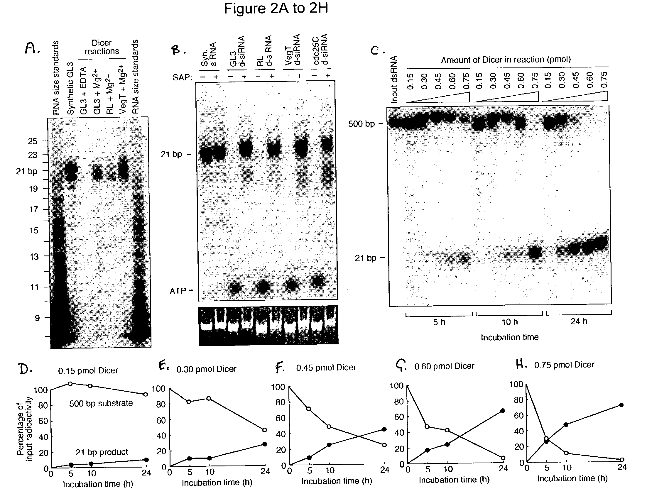 Methods and compositions for use in preparing siRNAs