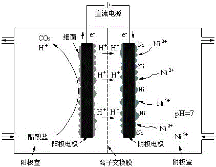 Method for recovering nickel from nickel-containing wastewater by using microbial electrolytic cell