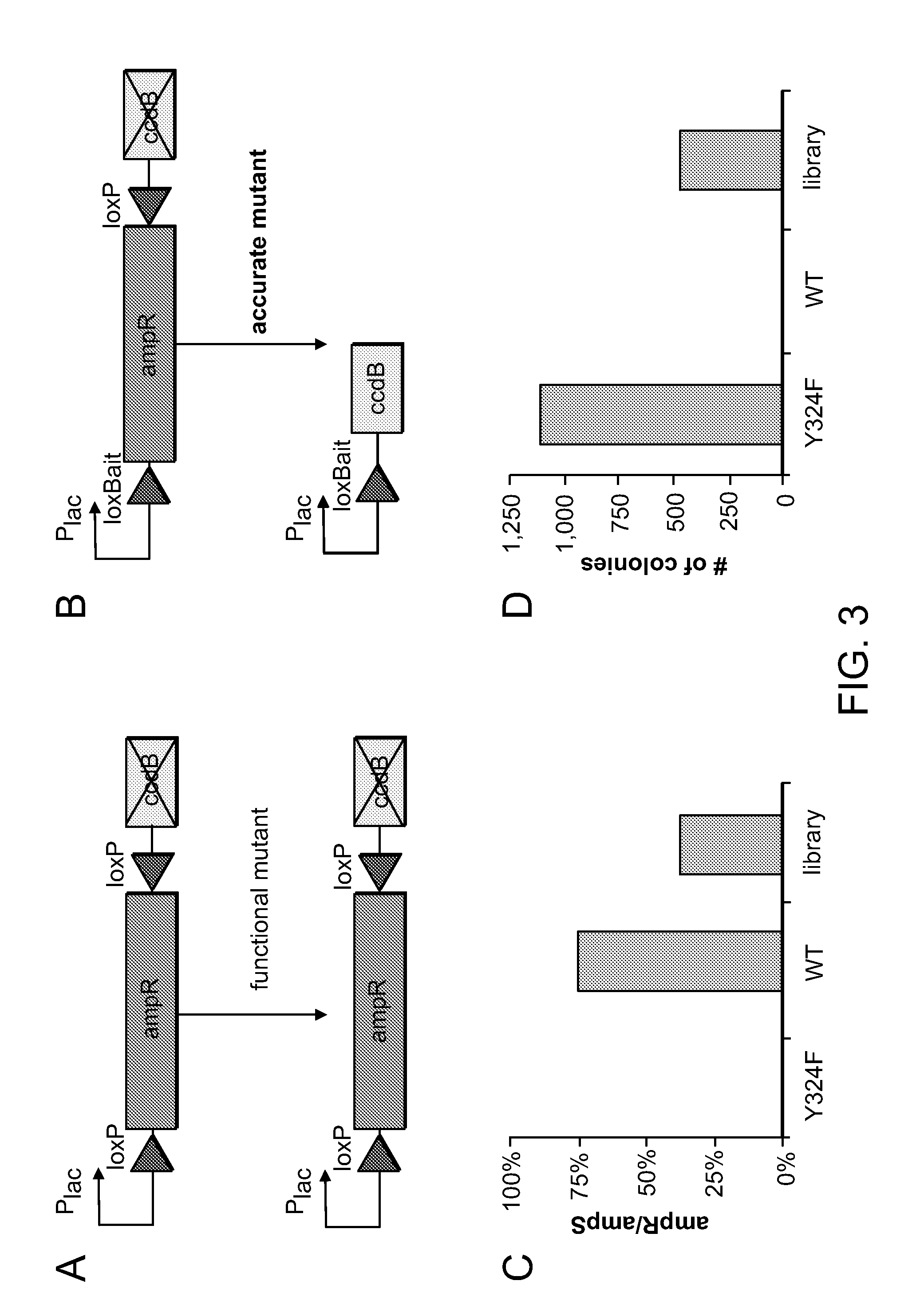 Mutants of Cre Recombinase