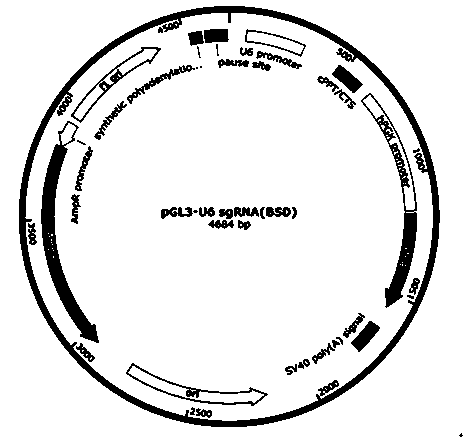 Method for human CTLA4 gene specific knockout through CRISPR-Cas9 (clustered regularly interspaced short palindromic repeat) and sgRNA(single guide RNA)for specially targeting CTLA4 gene