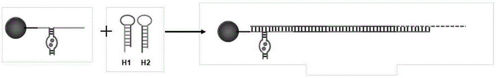 Colocalization trigger chain type hybridization reaction based aptamer sensor for detecting adenosine