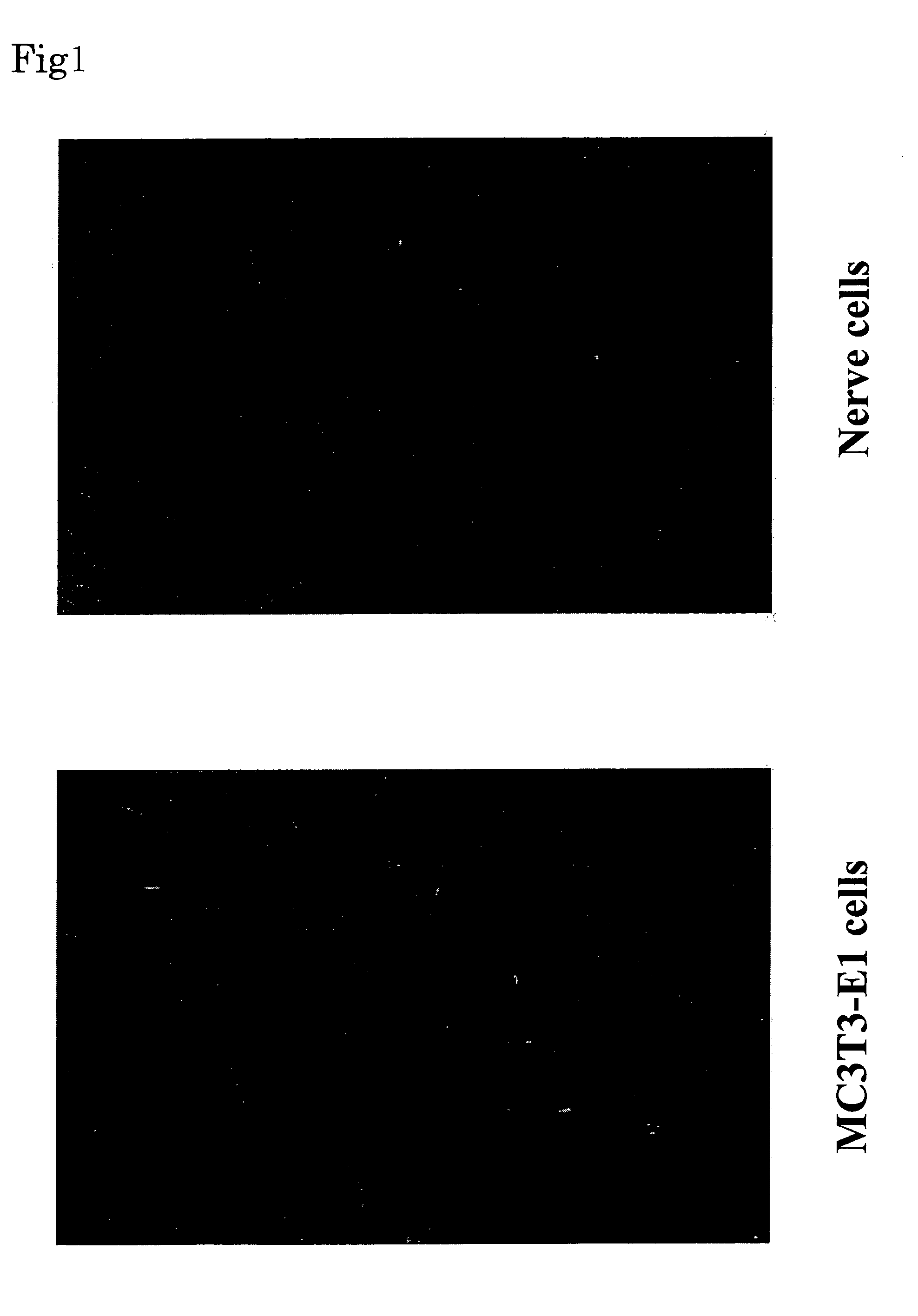 Method for Transdifferentiating Cells