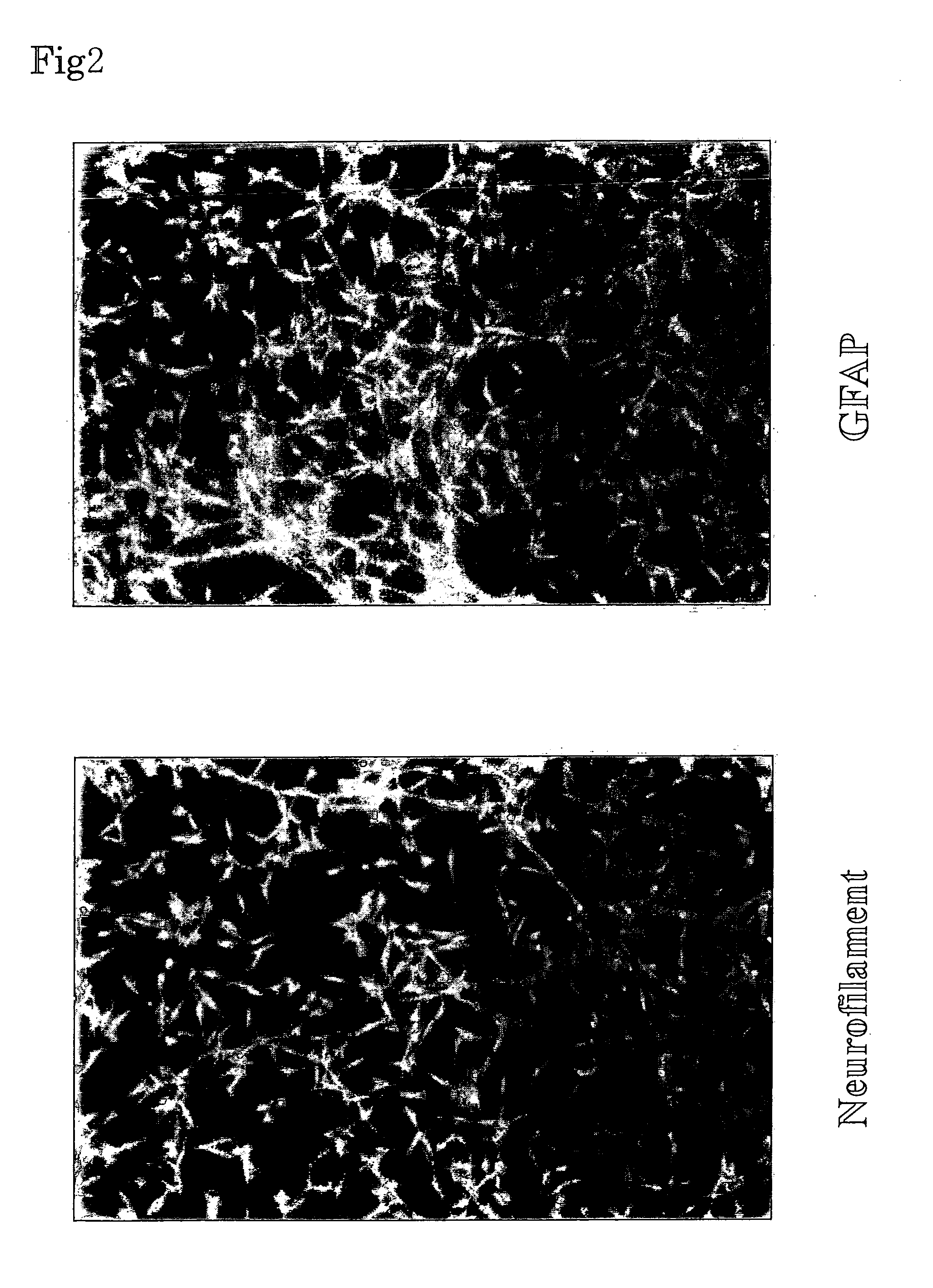 Method for Transdifferentiating Cells