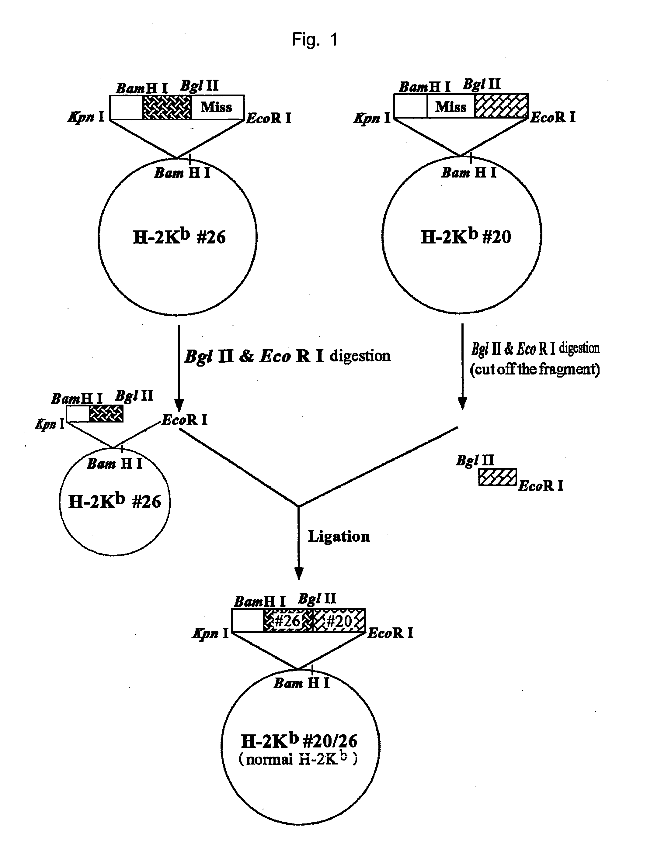 Hla-a24-restricted cancer antigen peptides