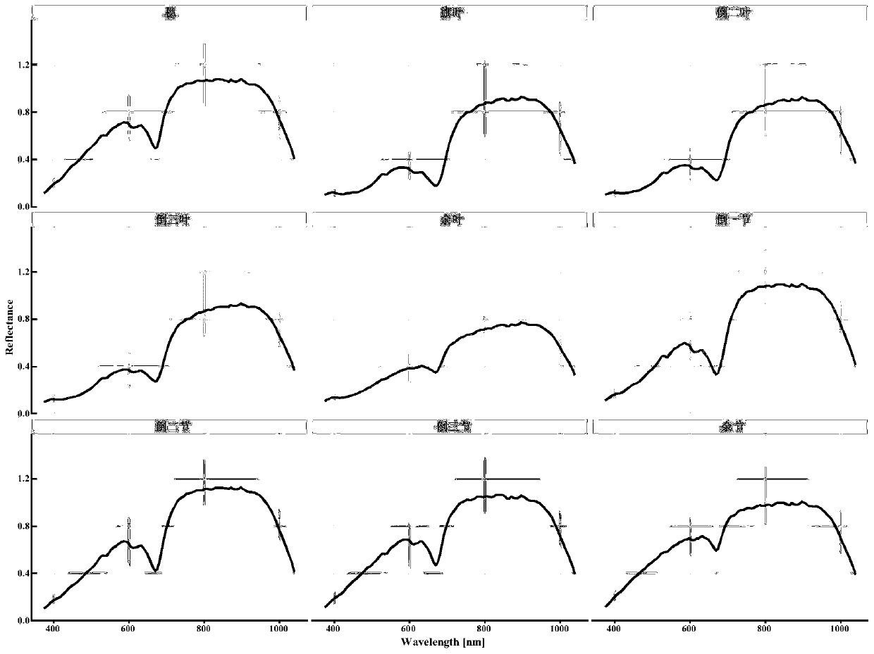 Method for rapidly determining nitrogen contents of different organs of plant