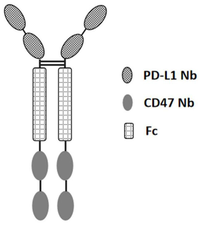 Anti-PD-L1/CD47 bispecific antibody and use thereof