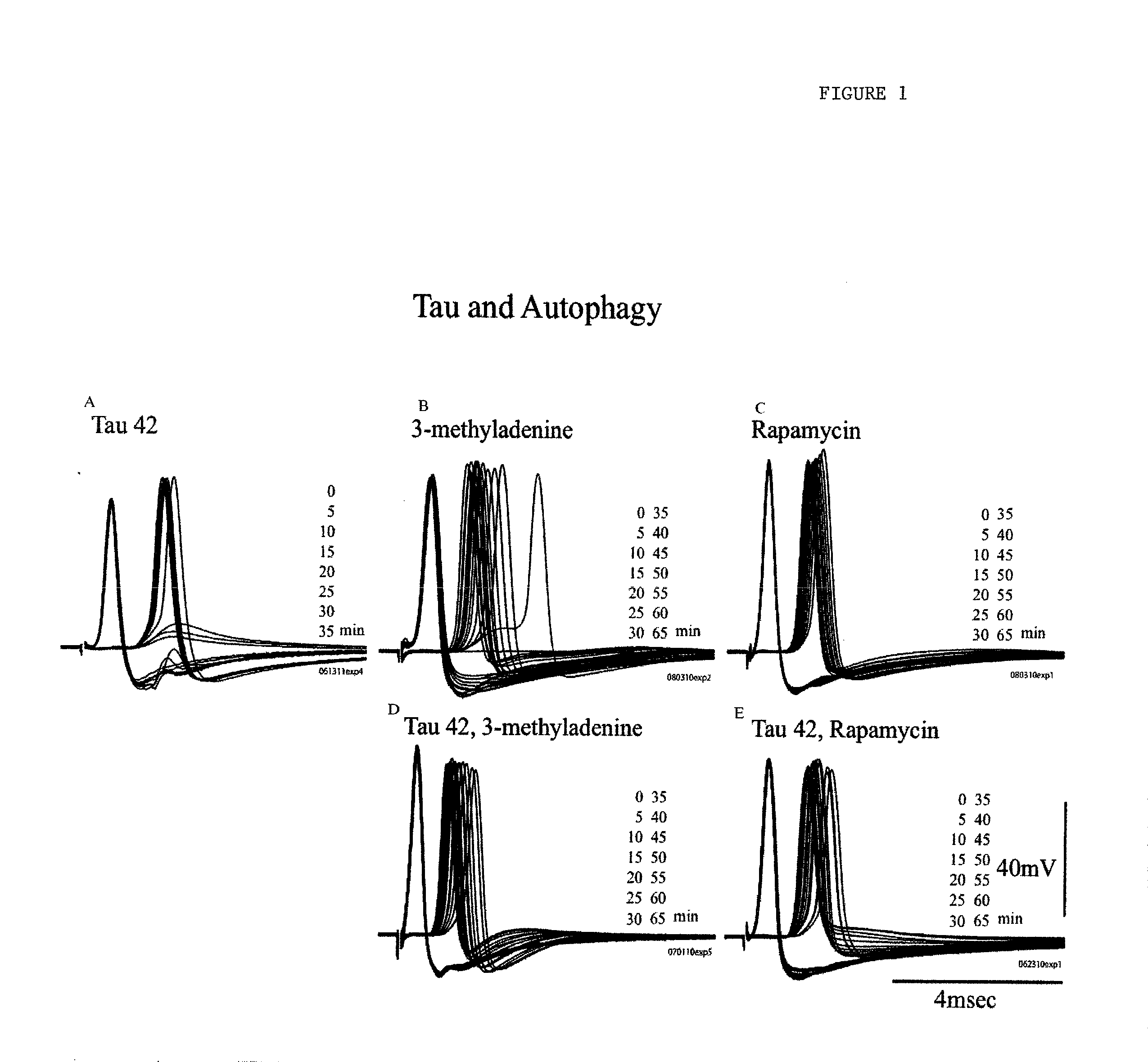 Methods for treating neurodegenerative diseases and for identifying agents useful for treating neurodegenerative diseases