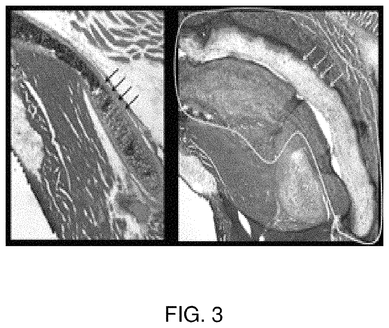 Primed muscle progenitor cells and uses thereof