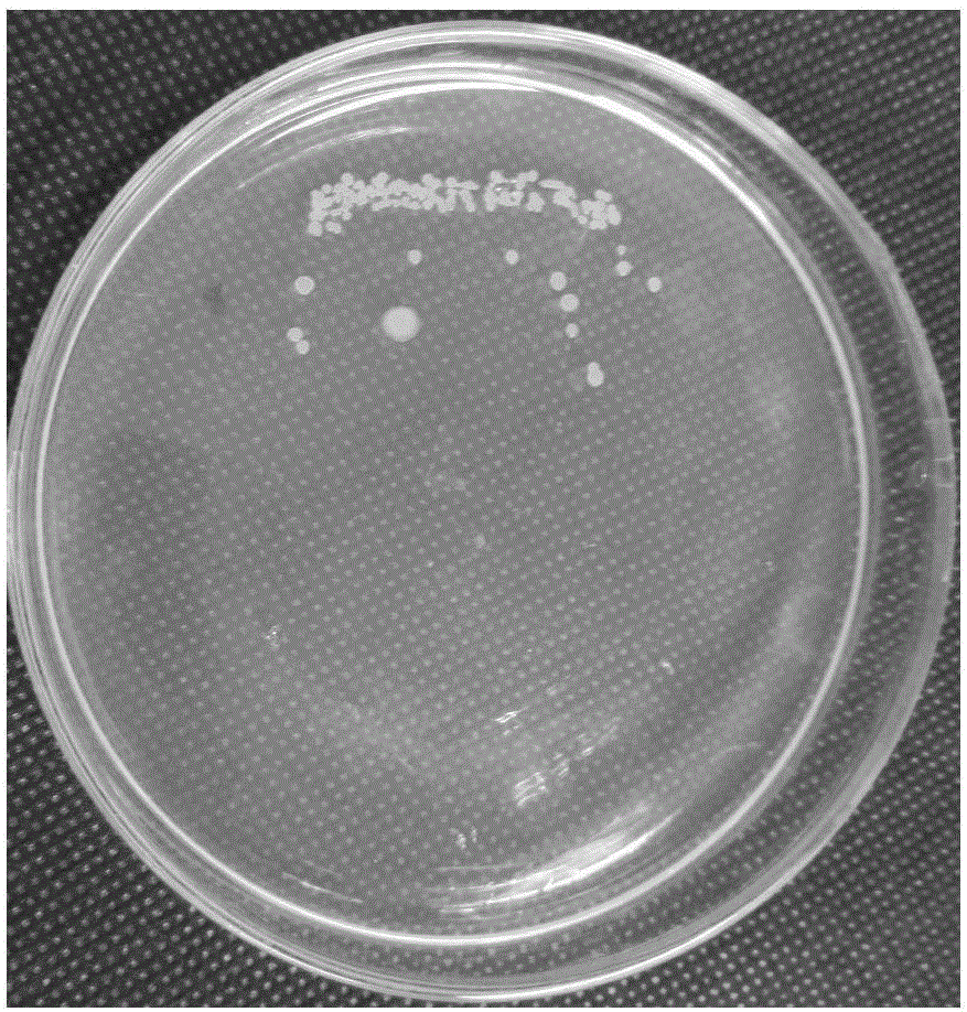 Germination-promoting bacillus and application thereof