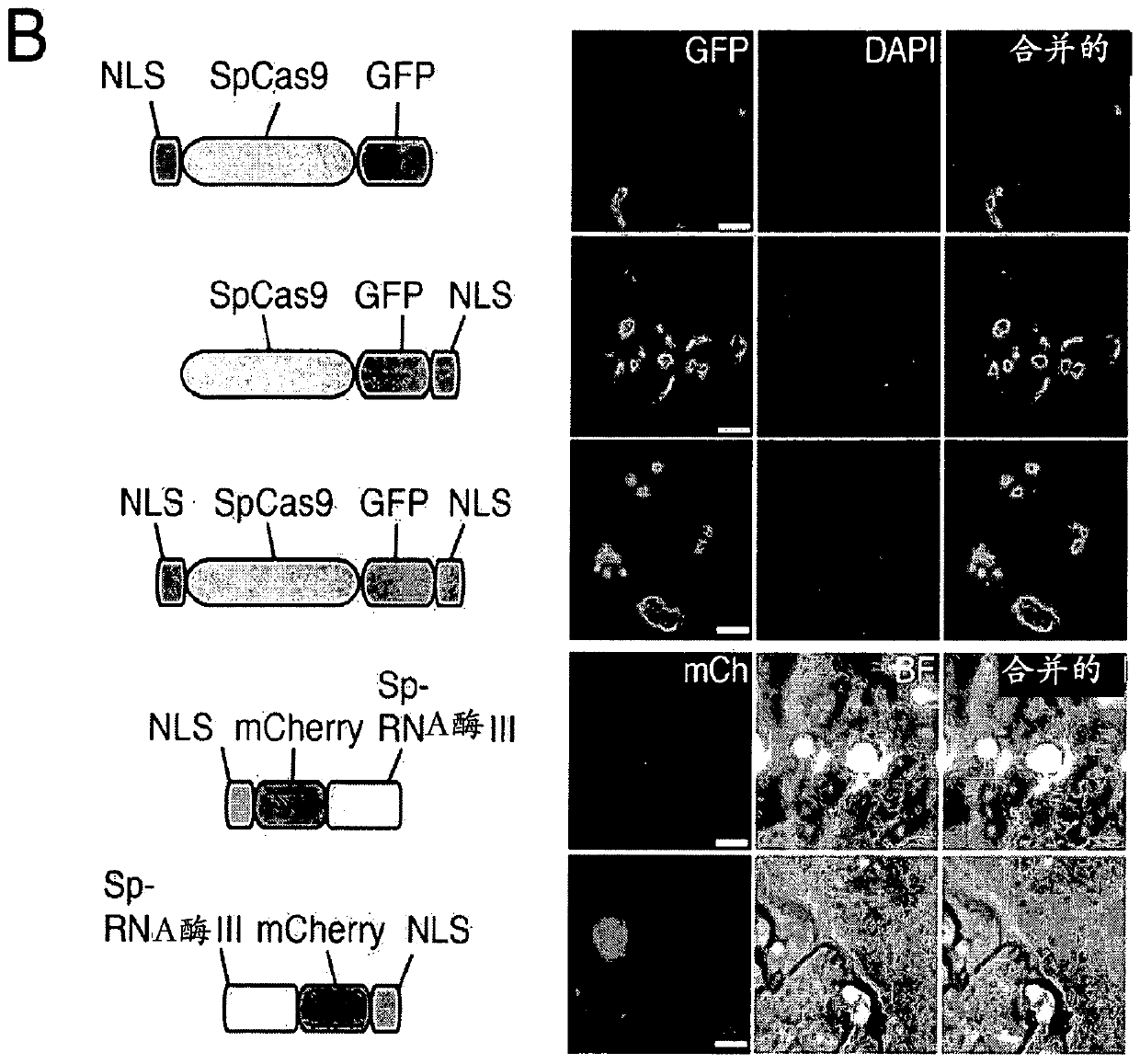 Delivery, engineering and optimization of systems, methods and compositions for sequence manipulation and therapeutic applications