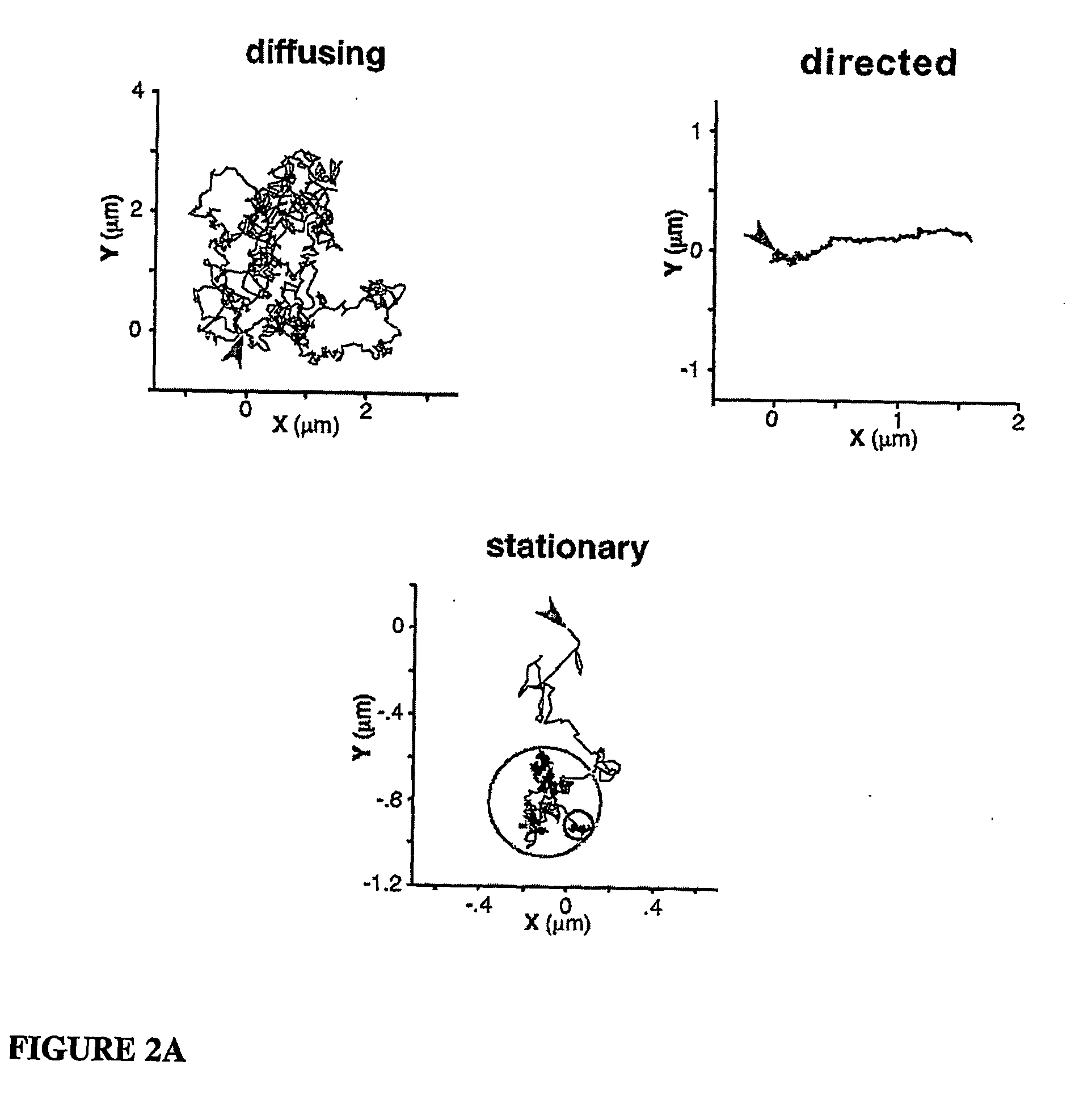 Methods and agents for treating axonal damage, inhibition of neurotransmitter release and pain transmission, and blocking calcium influx in neurons