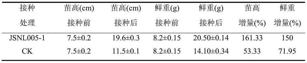 Alternaria tenuissima and application of alternaria tenuissima to growth promotion and drought resistance of dendrobium officinale