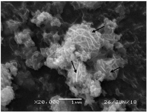 Catalyst of imide synthesized by aromatic nitro compound and benzaldehyde or furfural and derivative thereof as well as preparation method and application