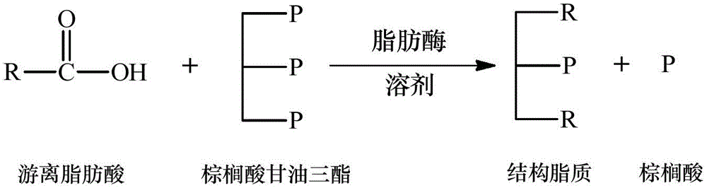 A method for the synthesis of structured lipids based on enzymatic acid hydrolysis of palmitic triglycerides