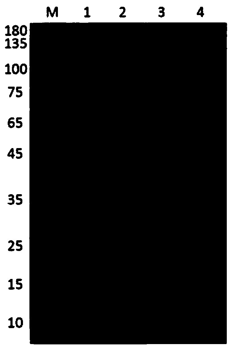 Pteromalus puparum venom protein PpVPG and application thereof