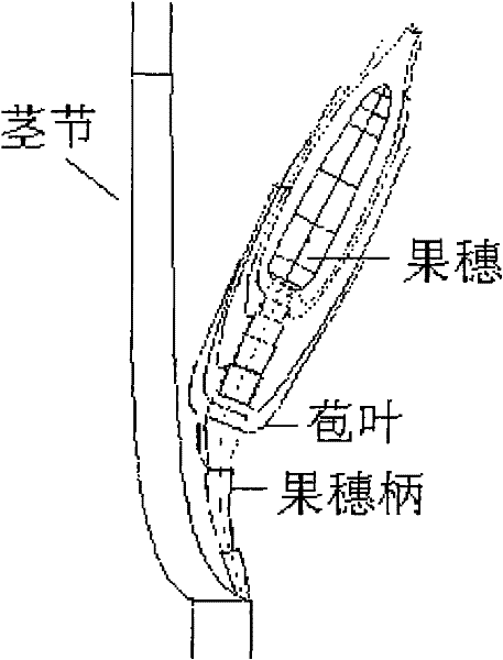 Three-dimensional morphological virtual modeling method of corn silk