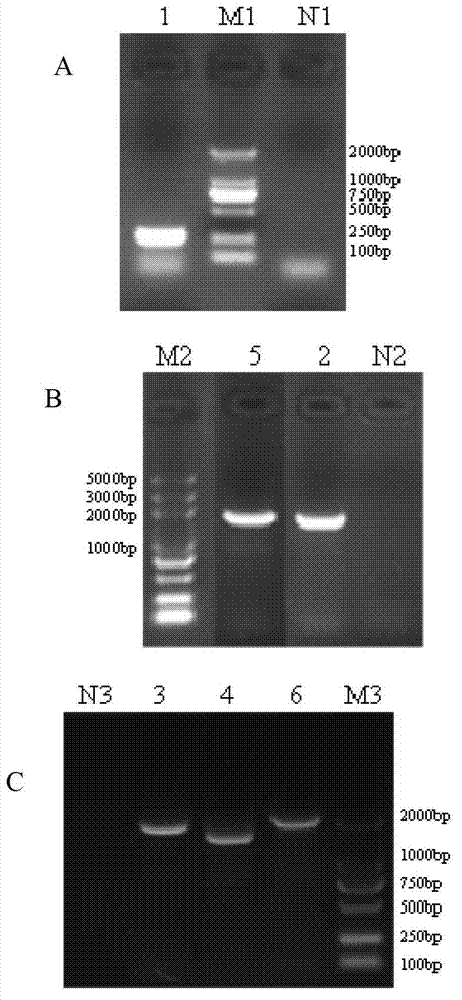 Porcine teschovirus DBN-10021 strain complete genome sequence, primer for determining same, and application thereof