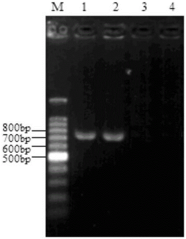 Primer and method for detecting enterobacter cloacae O12