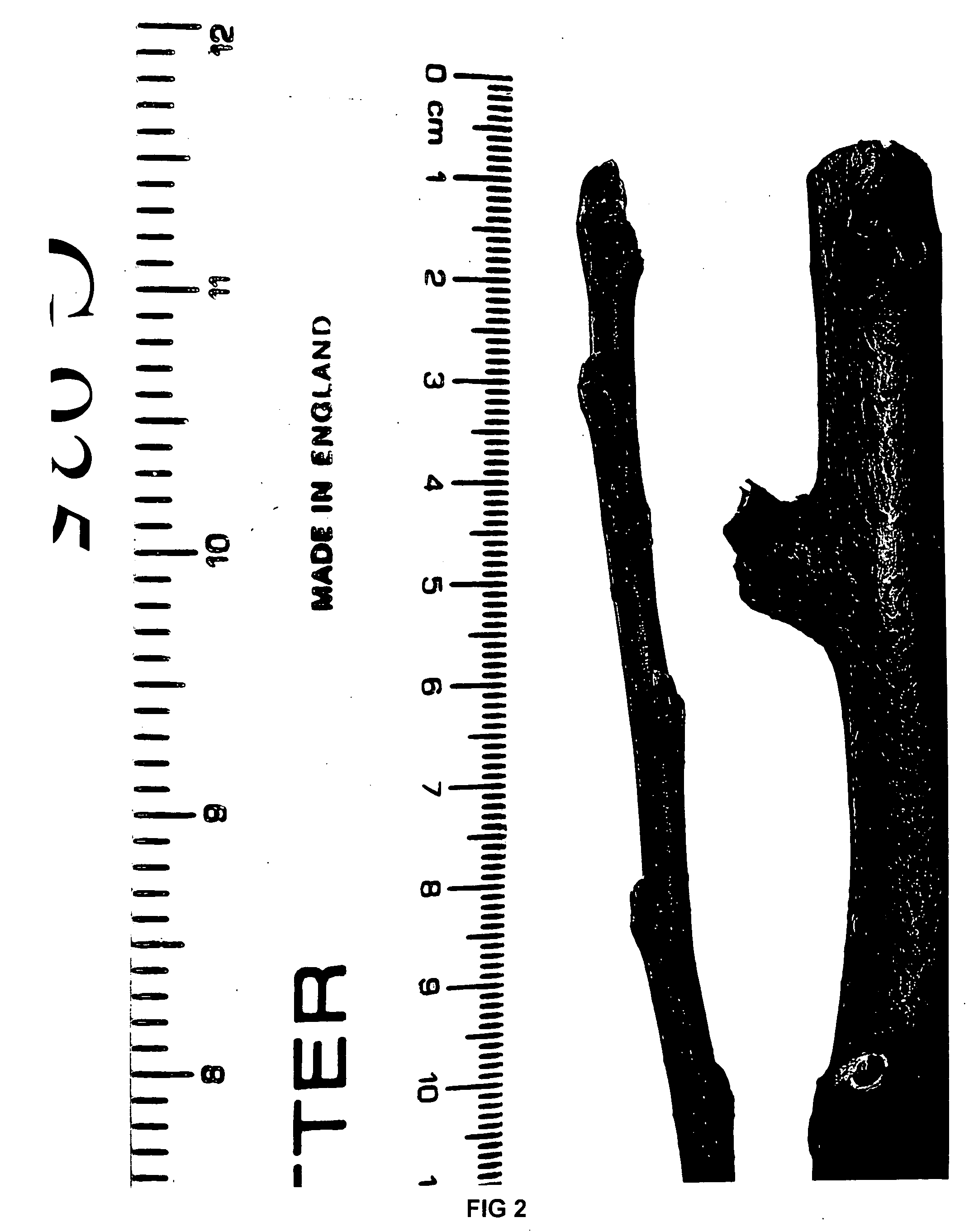 Apple tree rootstock named 'g.935'