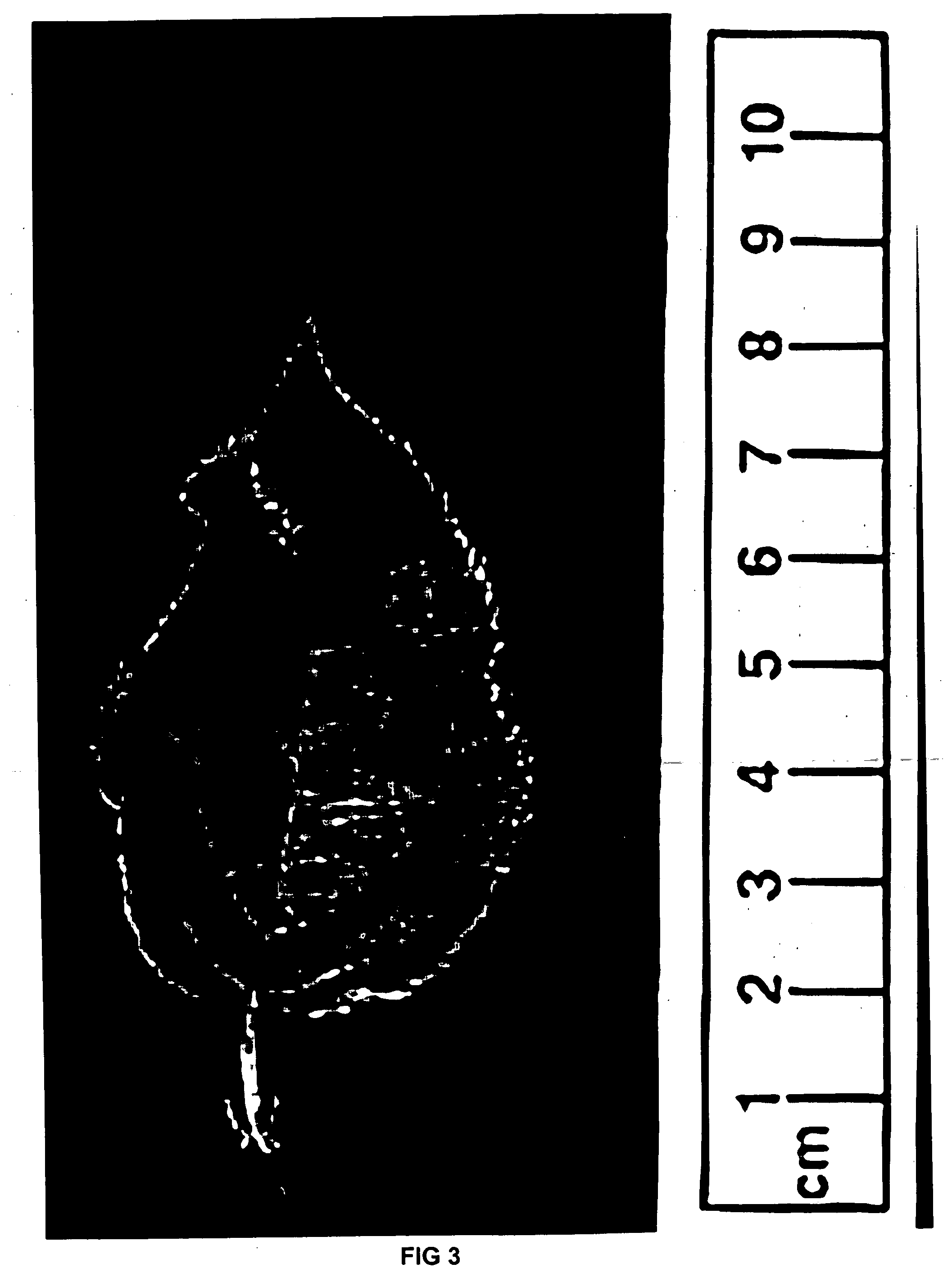 Apple tree rootstock named 'g.935'