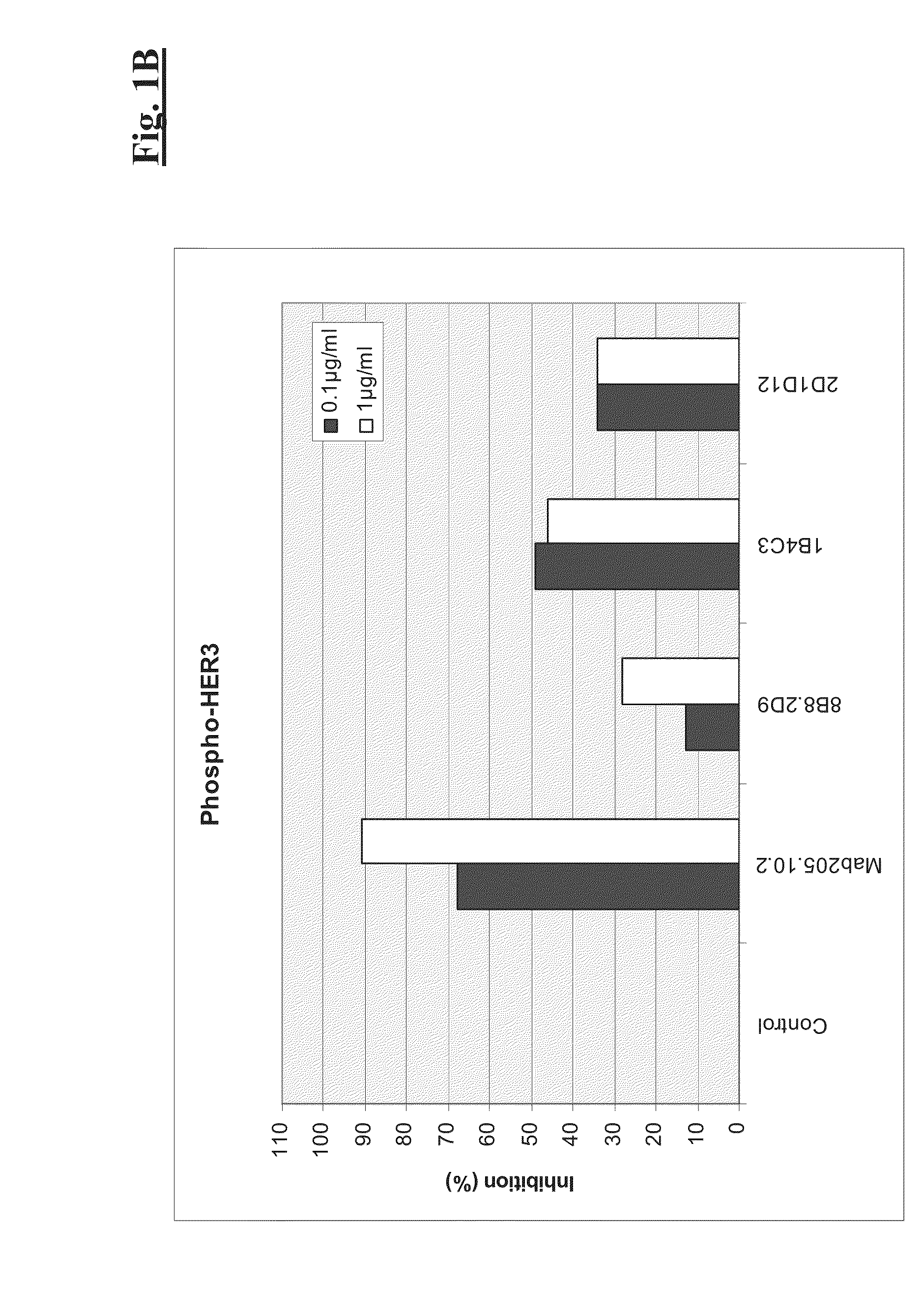 Combination therapy of Anti-her3 antibodies