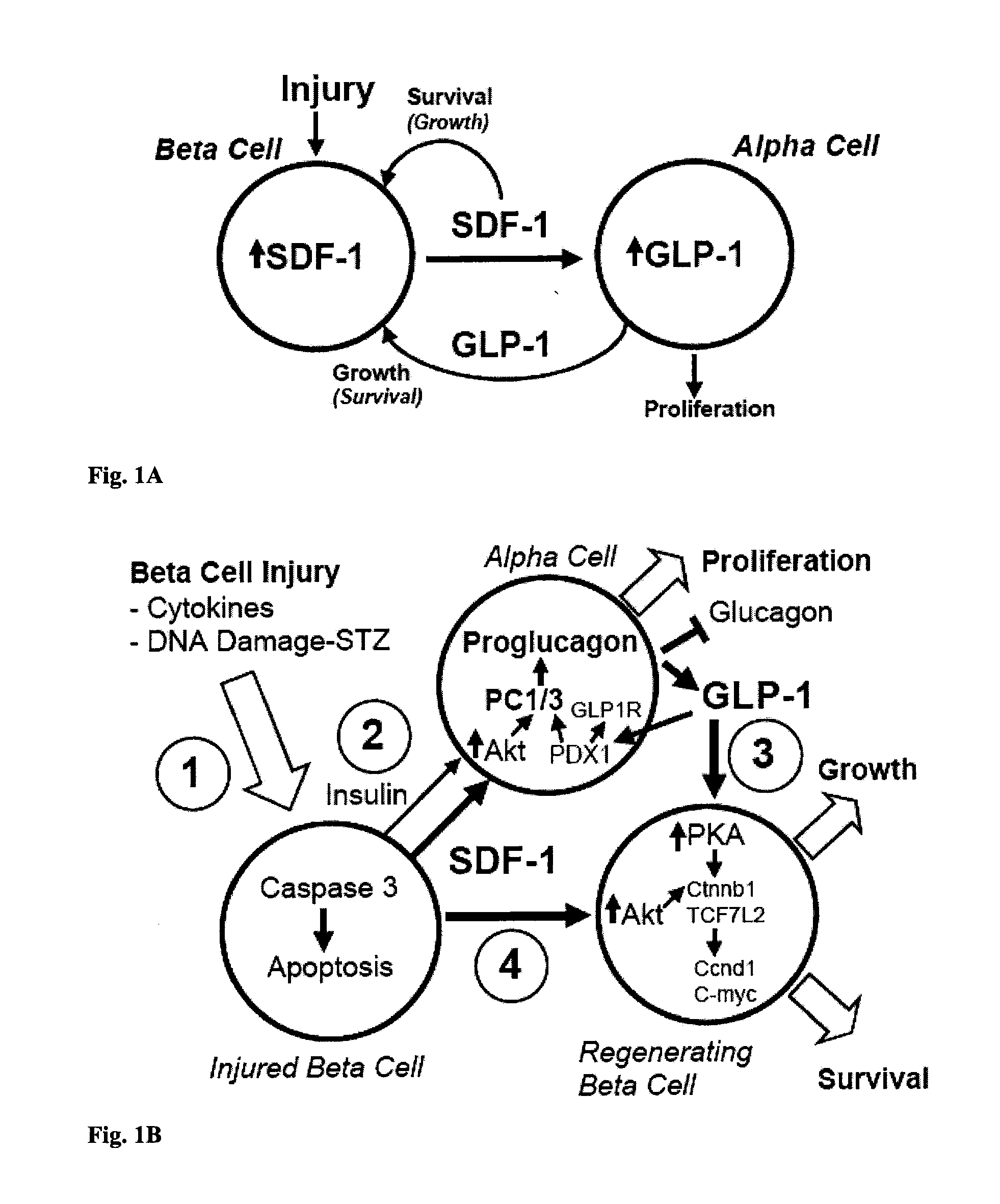 Therapeutic method for increasing pancreatic beta cell mass