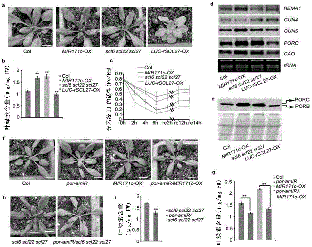 Compound for regulation and control of plant chlorophyll synthesis and use thereof