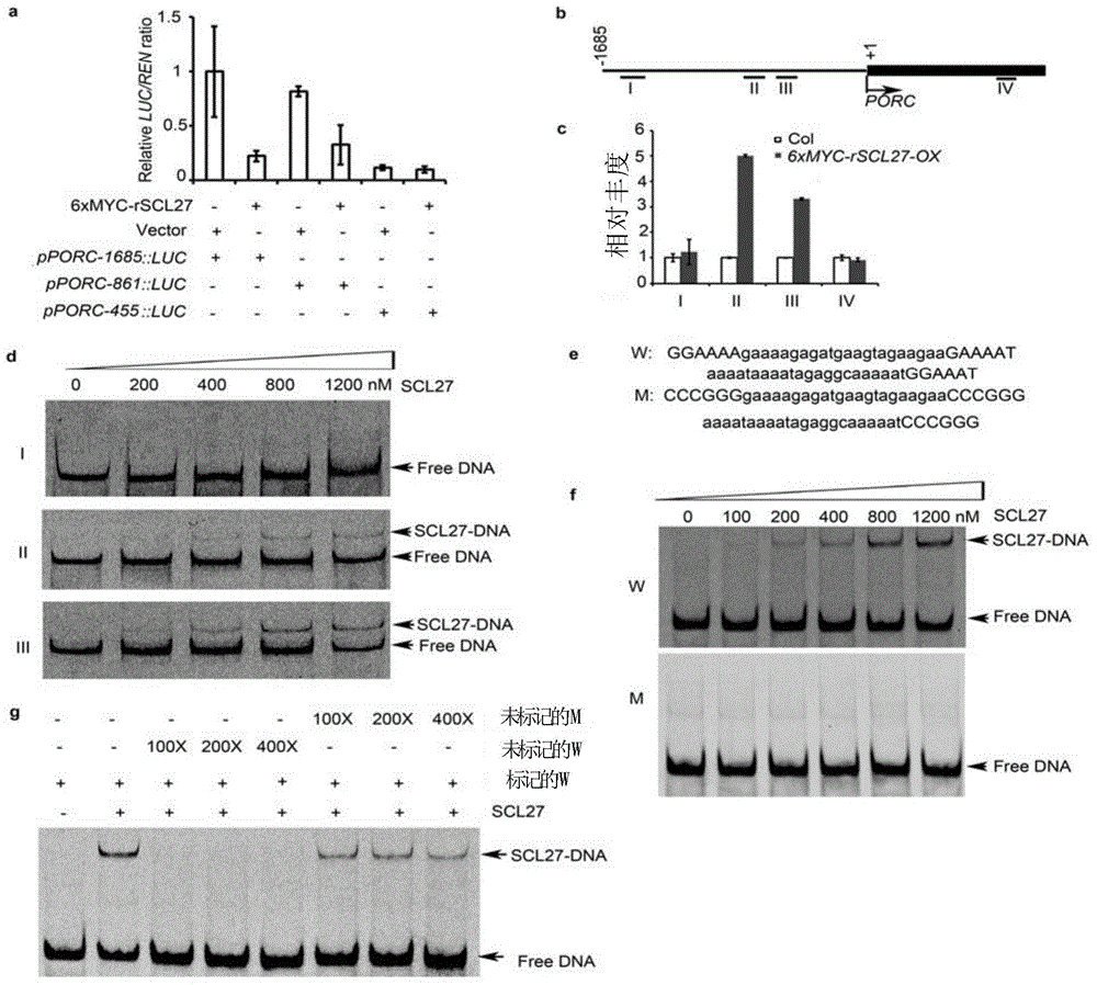 Compound for regulation and control of plant chlorophyll synthesis and use thereof