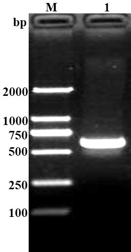 Porcine circovirus type 4 Cap protein monoclonal antibody as well as preparation method and application thereof