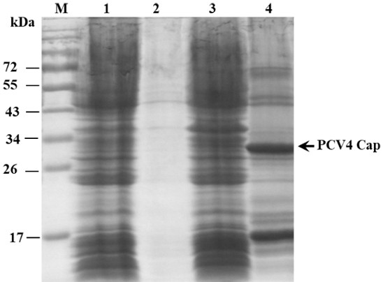 Porcine circovirus type 4 Cap protein monoclonal antibody as well as preparation method and application thereof