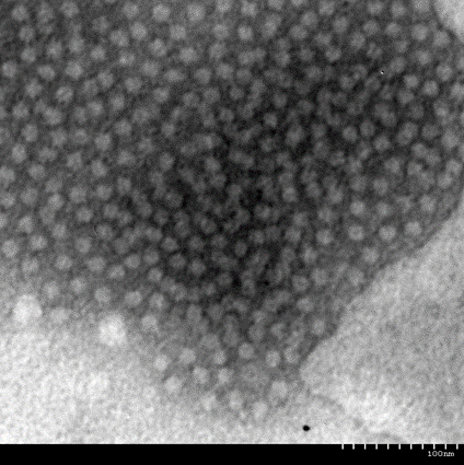 Porcine circovirus type 4 Cap protein monoclonal antibody as well as preparation method and application thereof