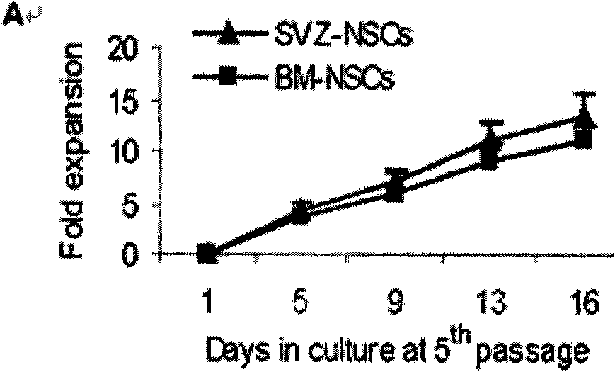 Method for preparing bone marrow-derived neural stem cell for expressing anti-inflammatory cell factor IL-10