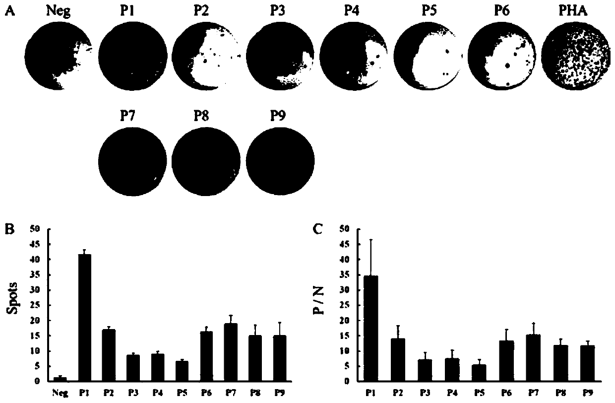 Thymus-dependent lymphocyte antigen epitope peptides of primary liver cancer related antigens and application thereof