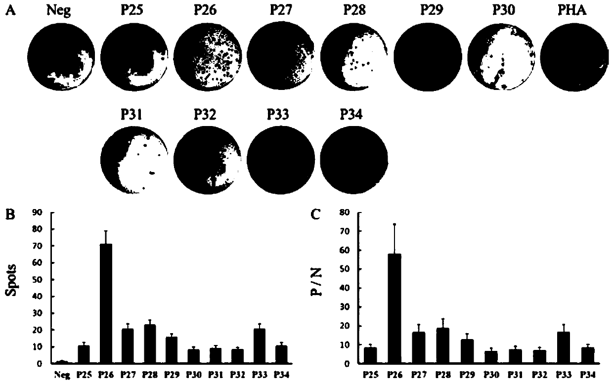 Thymus-dependent lymphocyte antigen epitope peptides of primary liver cancer related antigens and application thereof