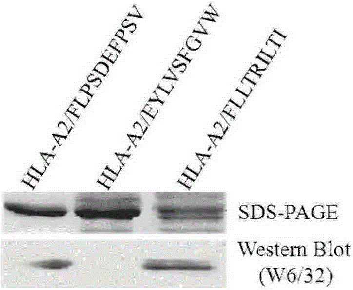 HBV specific double-targeted antibody as well as preparation method and application thereof, minicircle DNA containing double-targeted antibody expression box and application of minicircle DNA