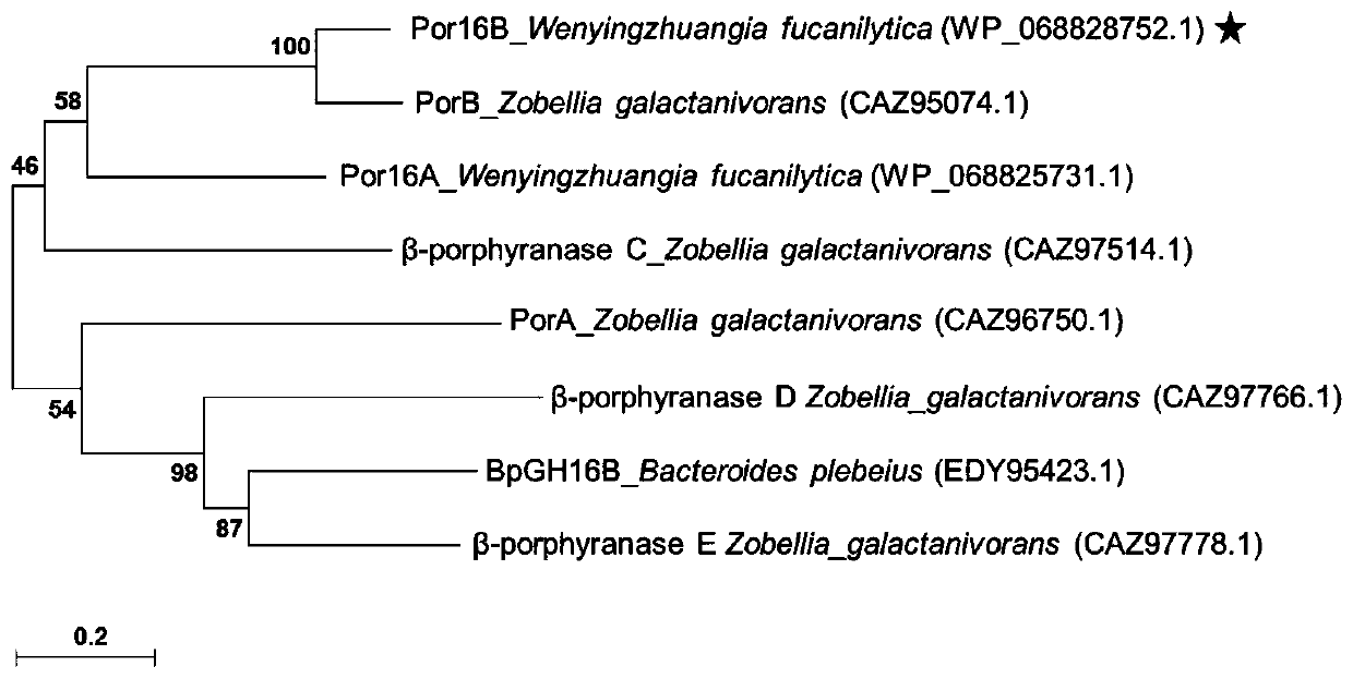 Porphyra refreshing beverage and preparation method thereof